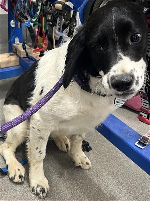 *SLOANE - English Springer Spaniel available for adoption