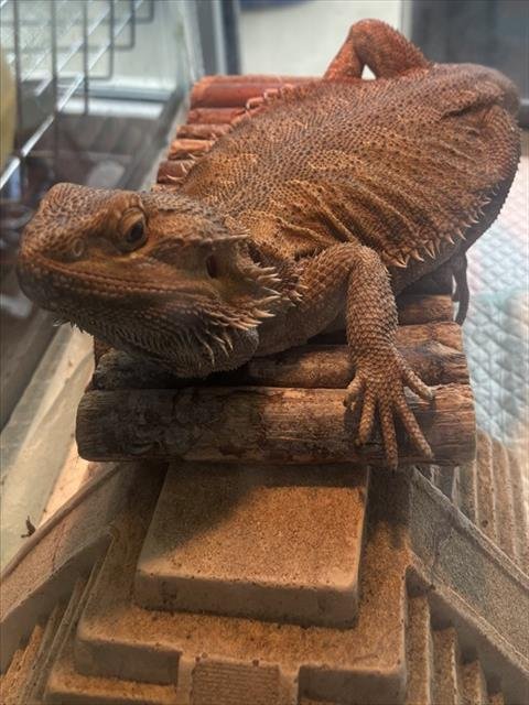 *SUSHI - Lizard available for adoption