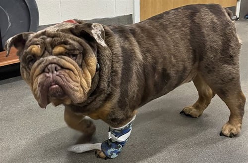 REY - Bulldog available for adoption