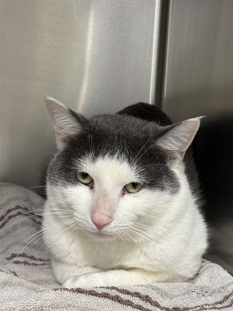 *BEDFORD - Domestic Short Hair available for adoption