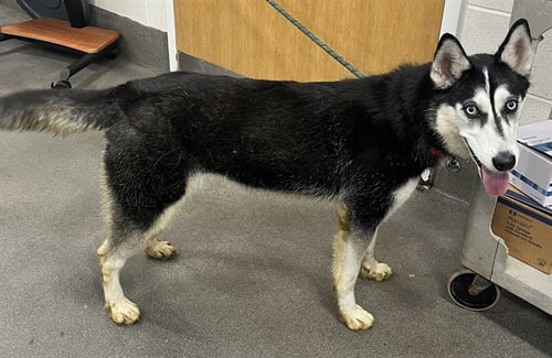 *ARTIC - Siberian Husky available for adoption