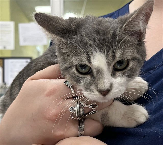 *DUMPLIN - Domestic Short Hair available for adoption