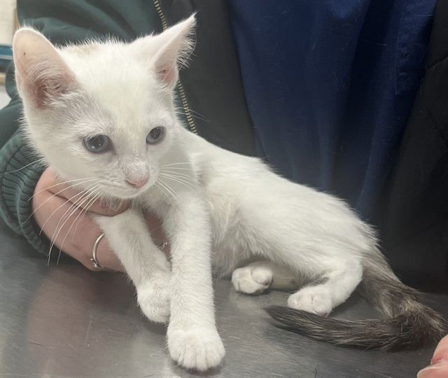 *PHOENIX - Domestic Short Hair available for adoption