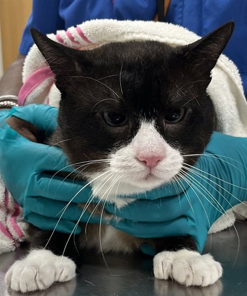 *LEOPOLD - Snowshoe available for adoption