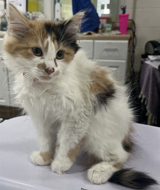 *PEWTER - Domestic Medium Hair available for adoption