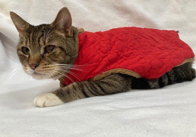 CINNAMON - Domestic Medium Hair available for adoption