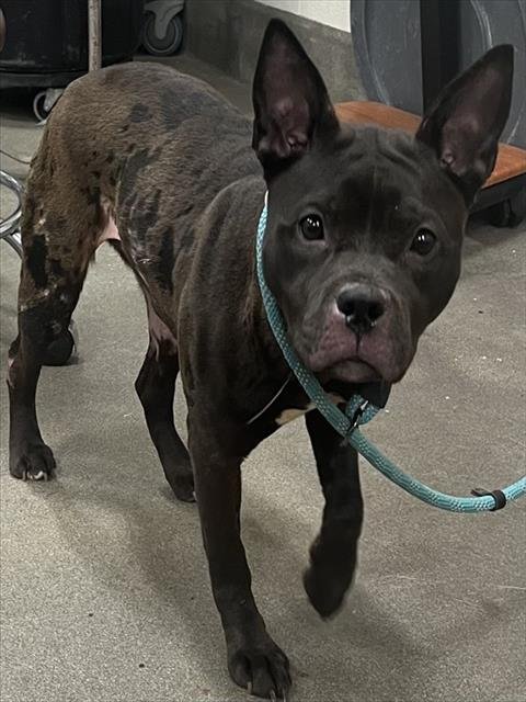 *LACEY - Pit Bull Terrier / Labrador Retriever available for adoption