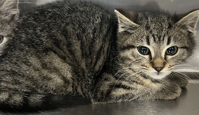 *PEPPER - Domestic Short Hair available for adoption