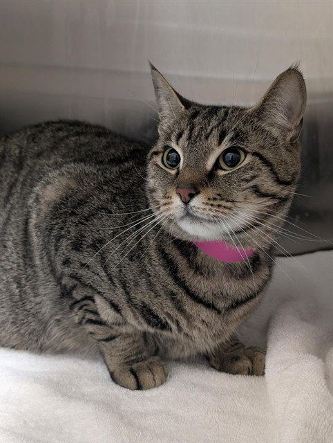 *CHAI - Domestic Short Hair available for adoption