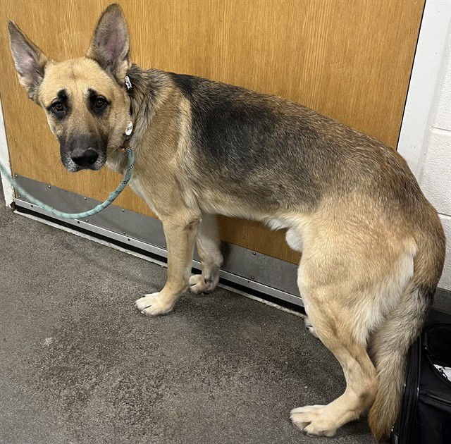 ROCKY - German Shepherd Dog available for adoption