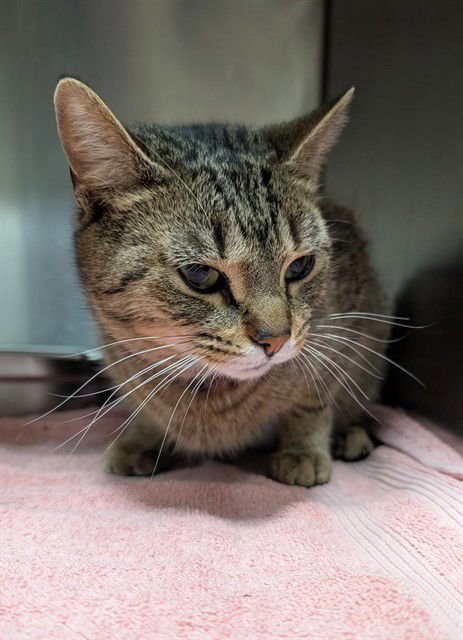 *AMARA - Domestic Short Hair available for adoption