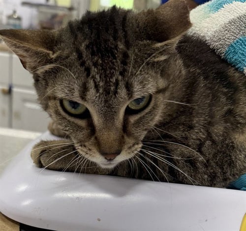 SPEEDY - Domestic Short Hair available for adoption