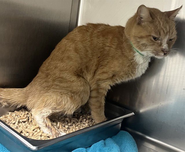 *JESTER - Domestic Short Hair available for adoption