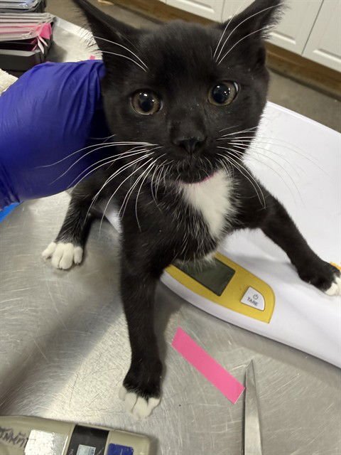 *CLEO - Domestic Short Hair available for adoption