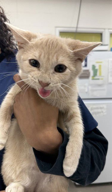 ELIJAH - Domestic Short Hair available for adoption