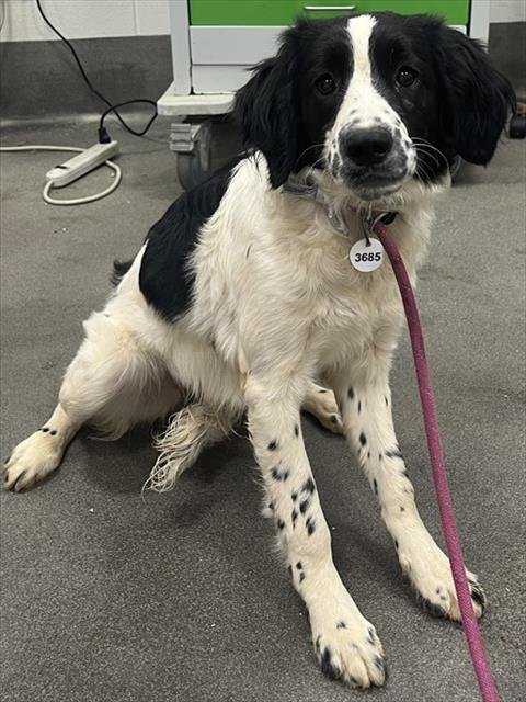 *MYRTLE - English Springer Spaniel available for adoption