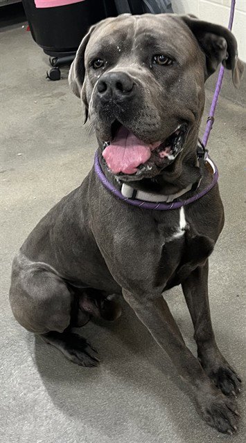 CASH - Cane Corso Mastiff available for adoption