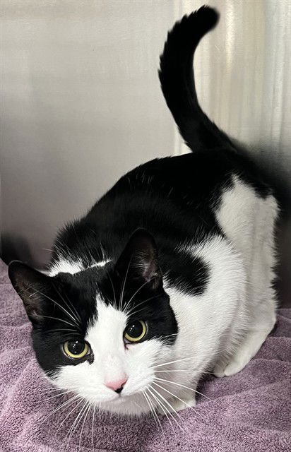 SAPPHIRE - Domestic Short Hair available for adoption