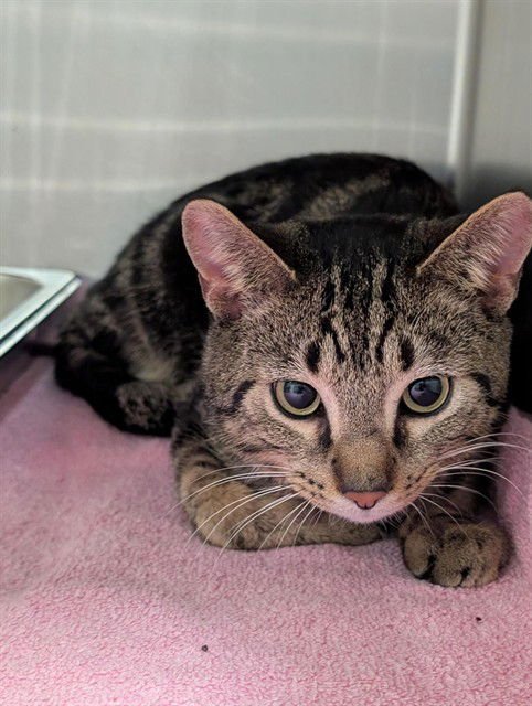 *SOPHIE - Domestic Short Hair available for adoption