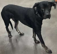 MILO - Photo 1