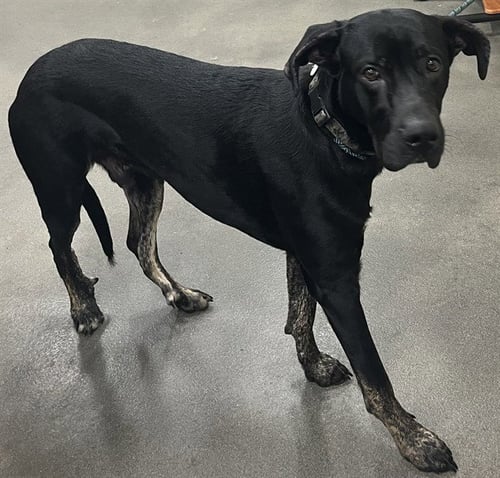 MILO - Great Dane / German Shepherd Dog available for adoption