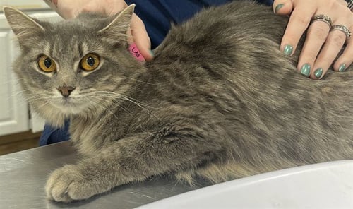 *RAPTOR - Domestic Medium Hair available for adoption