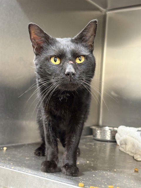 *KYLE - Domestic Short Hair available for adoption