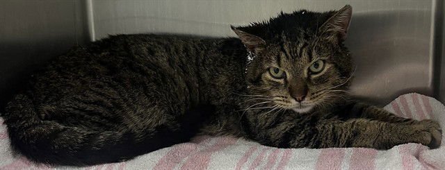 *LION - Domestic Short Hair available for adoption