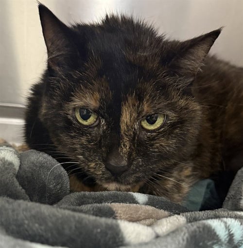 JUNEBUG - Domestic Short Hair available for adoption