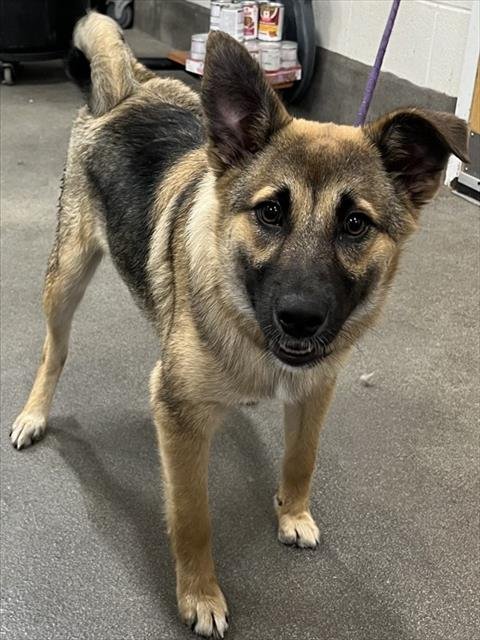 *QUICHE - German Shepherd Dog available for adoption