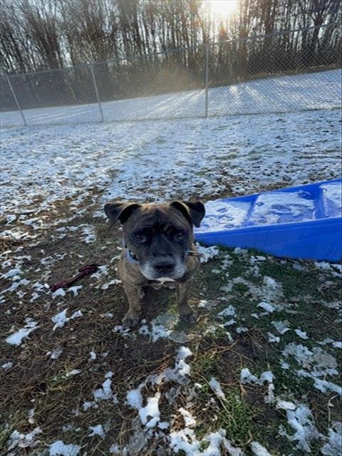 *ROSCOE - Mastiff available for adoption