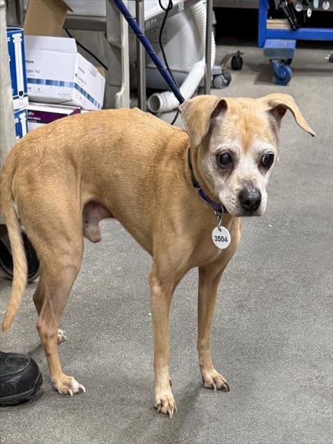 *PEREZ - Chihuahua available for adoption