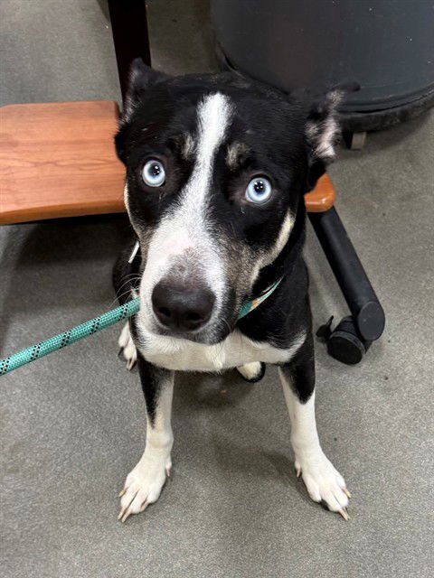 *PERLA - Siberian Husky available for adoption