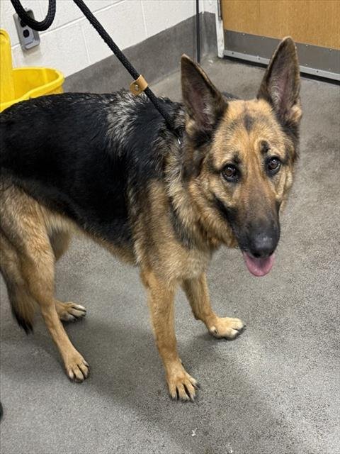 NYLA - German Shepherd Dog available for adoption