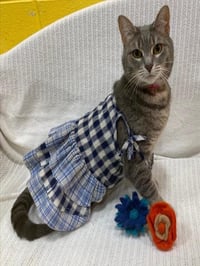 SOPHIE - Photo 1