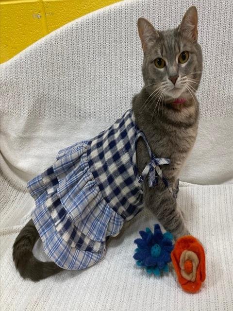 SOPHIE - Domestic Short Hair available for adoption
