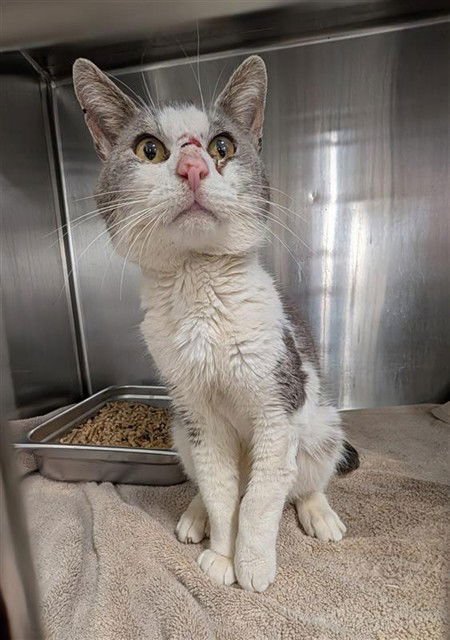 *ARISTOTLE - Domestic Short Hair available for adoption