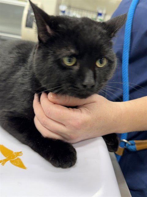 *NIGEL - Domestic Short Hair available for adoption