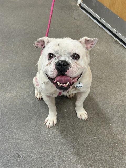 CASPER - English Bulldog available for adoption