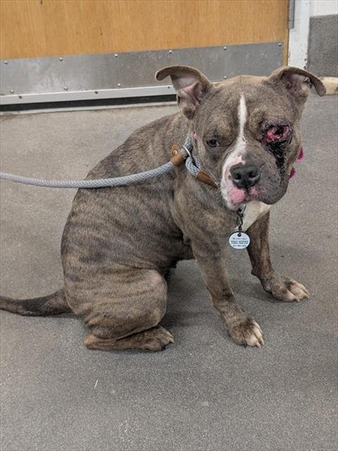 *CINDER - Pit Bull Terrier available for adoption