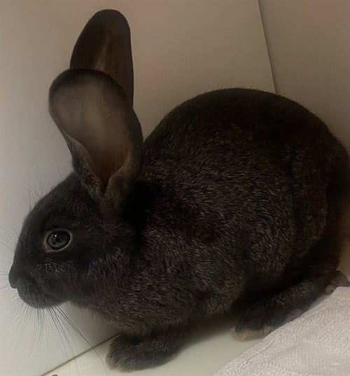 *BURT - Shorthaired Rabbit / American available for adoption