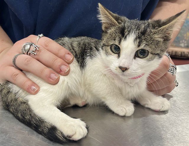 *FIONA - Domestic Short Hair available for adoption