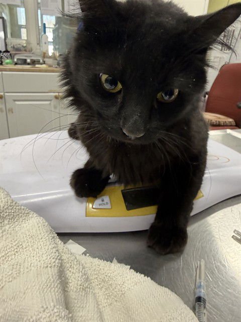 *MIDNIGHT - Domestic Short Hair available for adoption