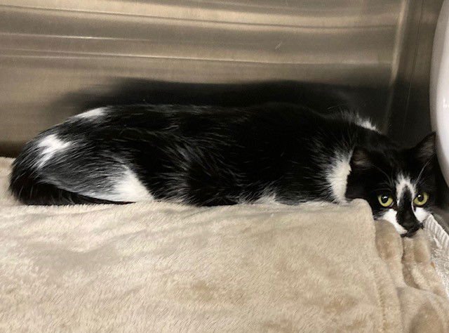 *ESTELLA - Domestic Short Hair available for adoption