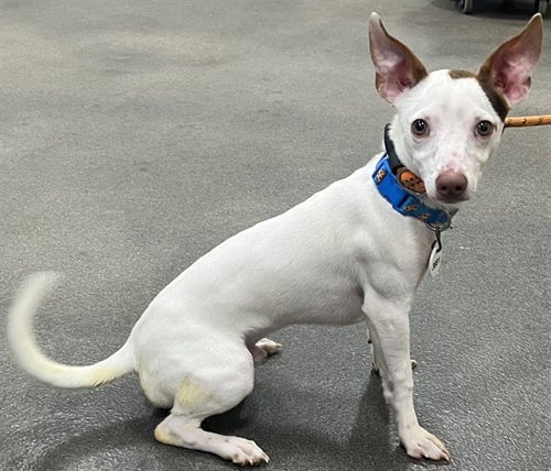 *POQUITO - Podengo Portugueso available for adoption