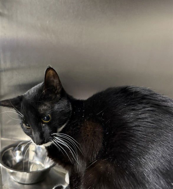 *FRED - Domestic Short Hair available for adoption