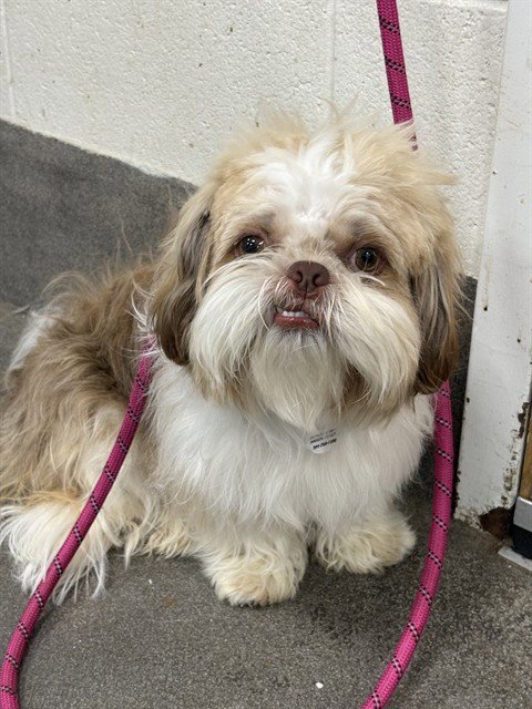 *ZACK - Shih Tzu available for adoption
