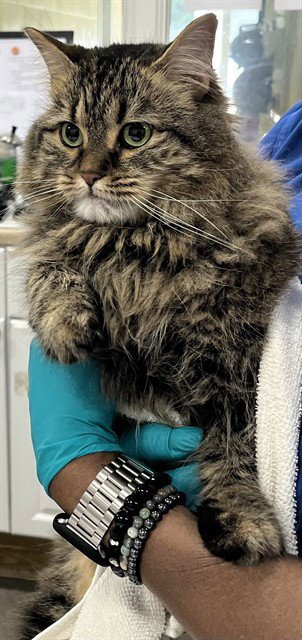 *MAEVE - Maine Coon available for adoption