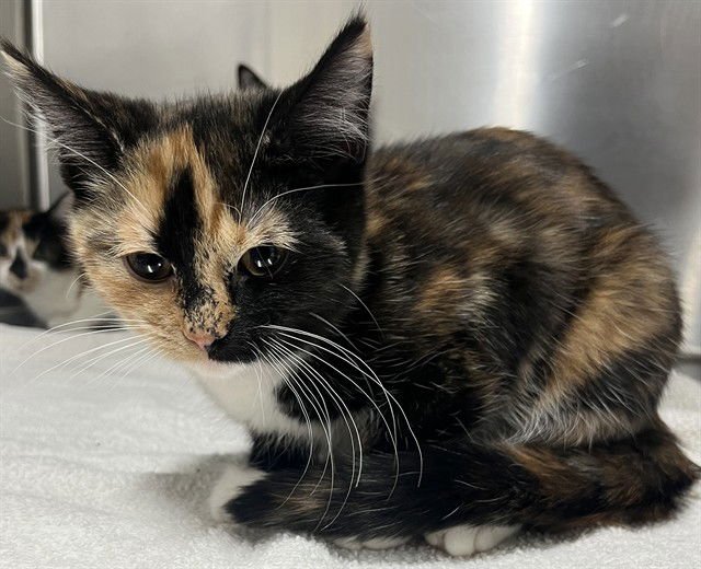 *DAKOTA - Domestic Medium Hair available for adoption