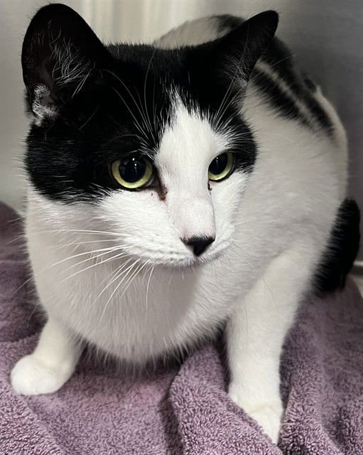 RUBY - Domestic Short Hair available for adoption